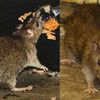 TWU Launches Reverse Beauty Contest For Subway Rat Photos